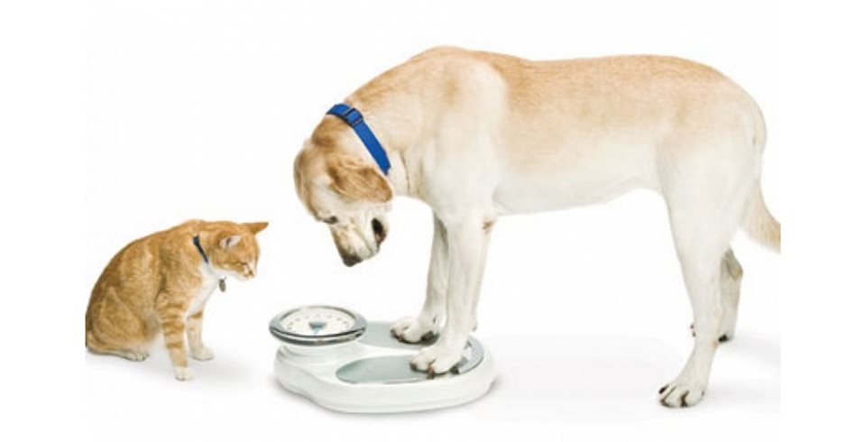 Παχυσαρκία σε σκύλους και γάτες