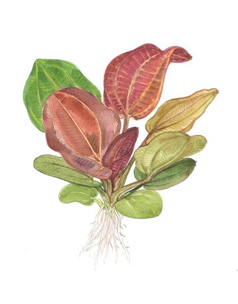 Tropica Echinodorus Reni